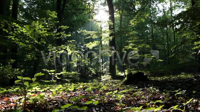 Epic Forest  Videohive 2629873 Stock Footage Image 6