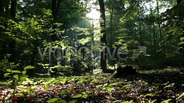 Epic Forest  Videohive 2629873 Stock Footage Image 7