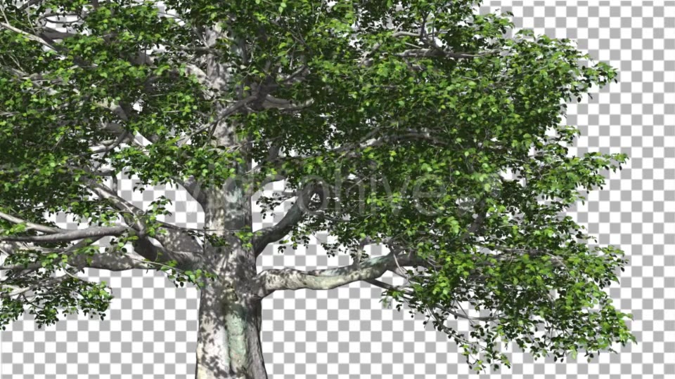 European Beech Tree Green Swaying Branches Leaves - Download Videohive 14001418