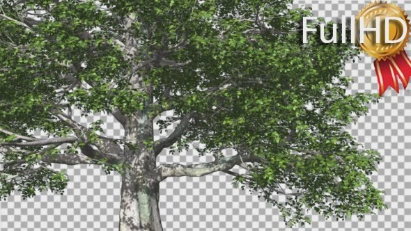 European Beech Tree Green Swaying Branches Leaves - Download Videohive 14001418