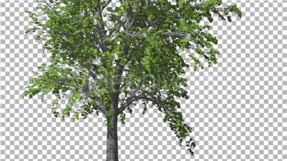 European Linden Tree Green Swaying Branches - Download Videohive 13859837