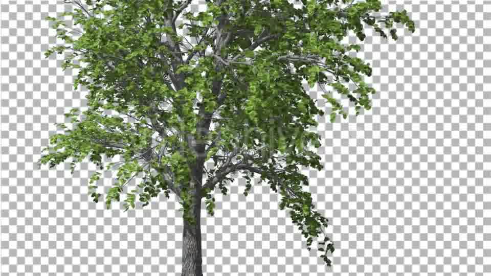 European Linden Tree Green Swaying Branches - Download Videohive 13859837