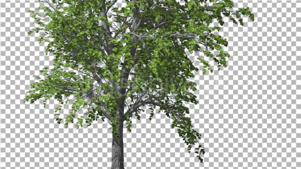 European Linden Tree Green Swaying Branches - Download Videohive 13859837