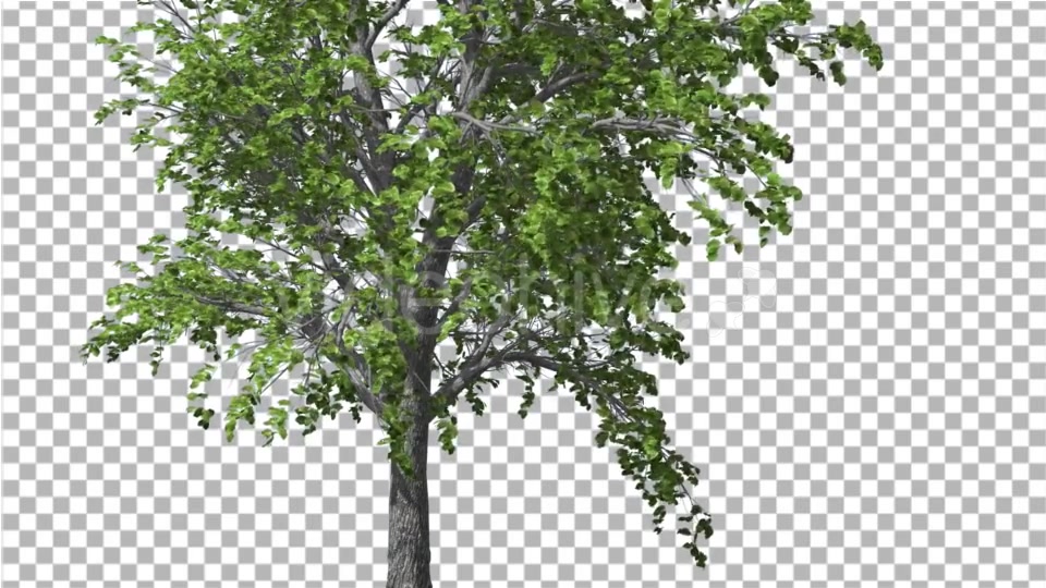 European Linden Tree Green Swaying Branches - Download Videohive 13859837