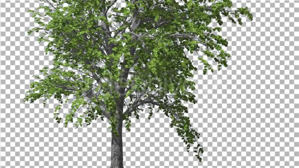 European Linden Tree Green Swaying Branches - Download Videohive 13859837