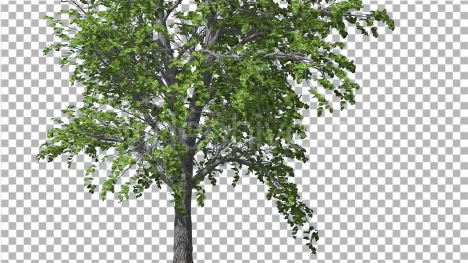 European Linden Tree Green Swaying Branches - Download Videohive 13859837