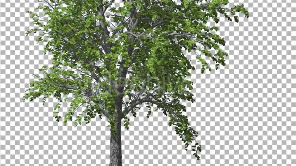 European Linden Tree Green Swaying Branches - Download Videohive 13859837