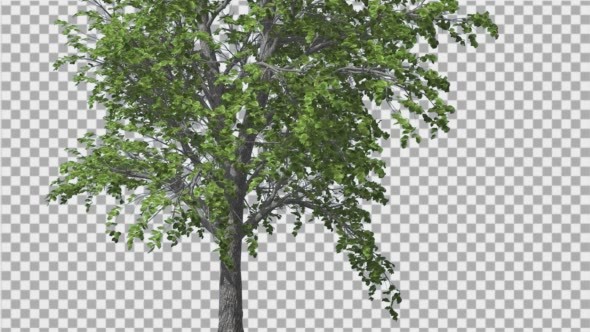 European Linden Tree Green Swaying Branches - Download Videohive 13859837