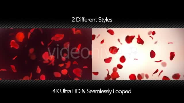 Falling Red Rose Petals Background 4K - Download Videohive 20337417