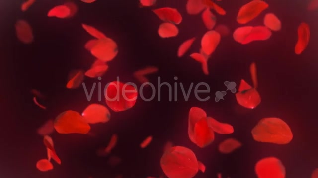 Falling Red Rose Petals Background 4K - Download Videohive 20337417