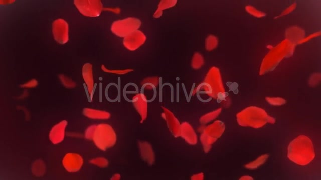 Falling Red Rose Petals Background 4K - Download Videohive 20337417