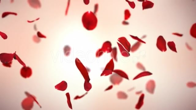 Falling Red Rose Petals Background 4K - Download Videohive 20337417