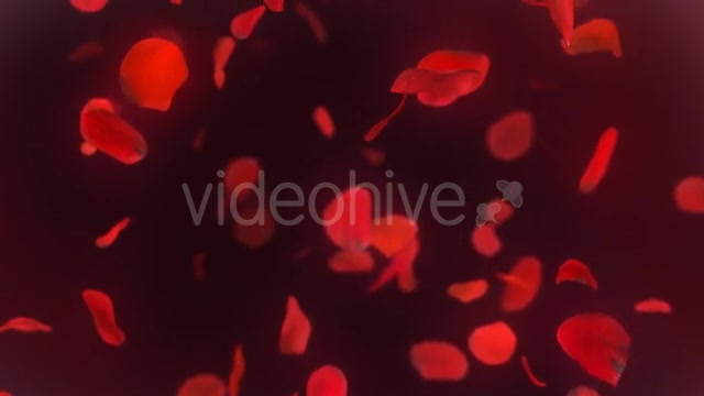 Falling Red Rose Petals Background 4K - Download Videohive 20337417