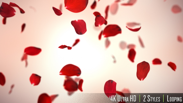 Falling Red Rose Petals Background 4K - Download Videohive 20337417