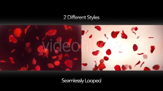 Falling Red Rose Petals Background Videohive 14390901 Motion Graphics Image 1