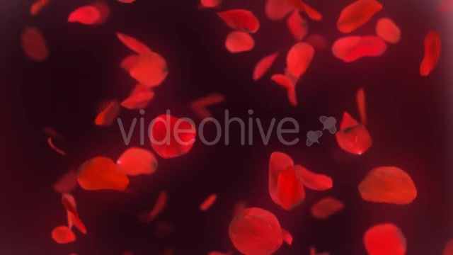 Falling Red Rose Petals Background Videohive 14390901 Motion Graphics Image 10