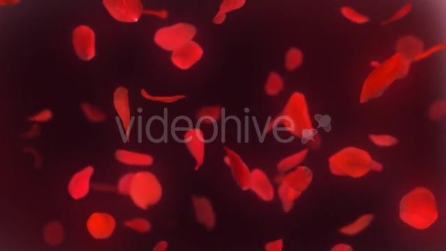 Falling Red Rose Petals Background Videohive 14390901 Motion Graphics Image 11