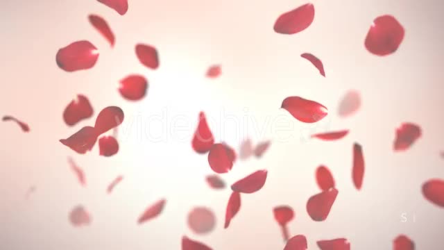 Falling Red Rose Petals Background Videohive 14390901 Motion Graphics Image 2