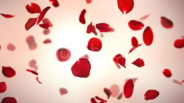 Falling Red Rose Petals Background Videohive 14390901 Motion Graphics Image 6