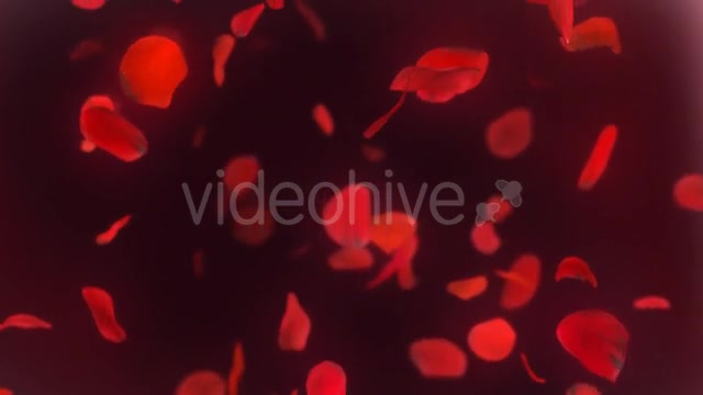 Falling Red Rose Petals Background Videohive 14390901 Motion Graphics Image 9