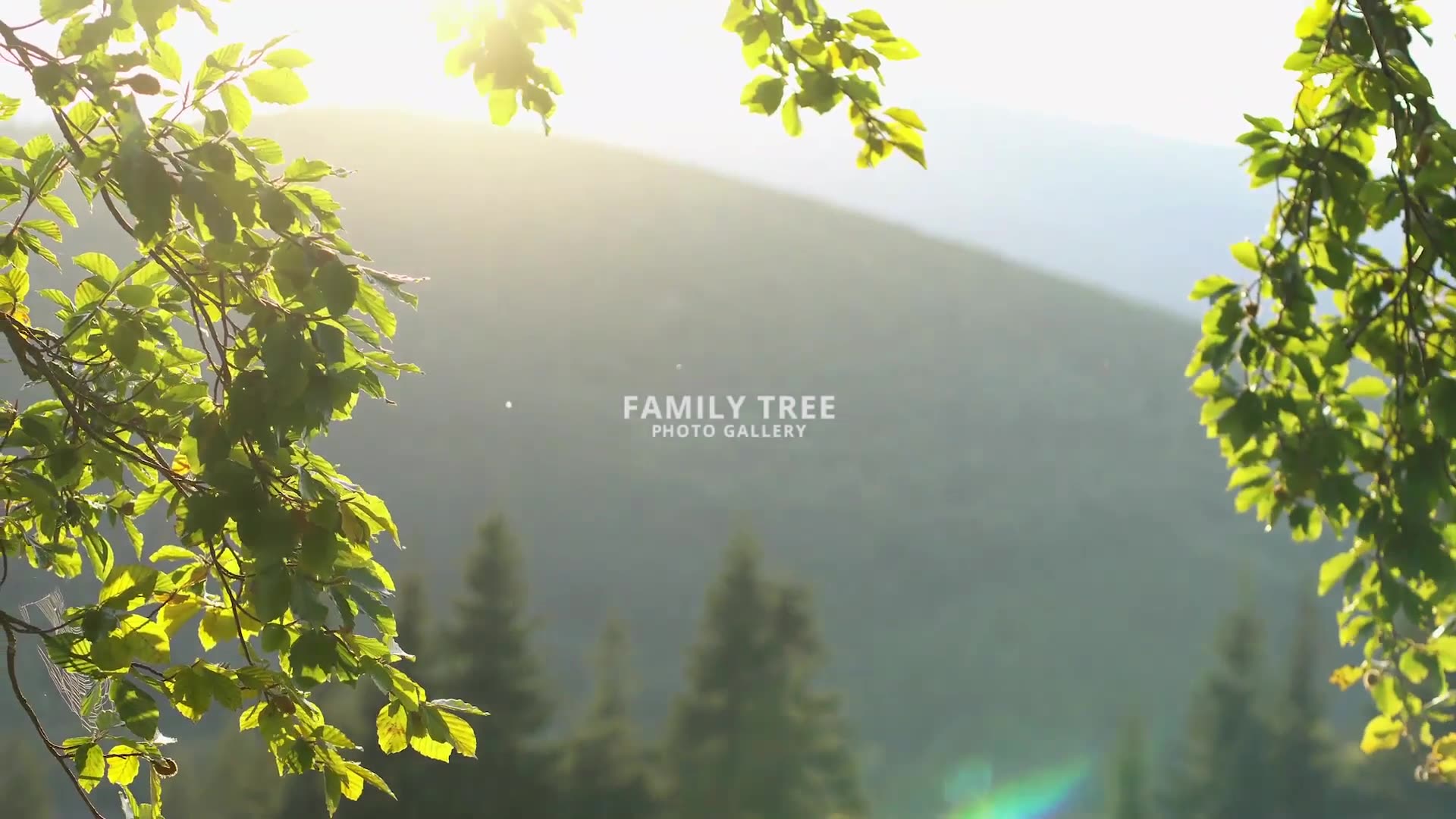 Family Tree Photo Gallery 4K Videohive 22645604 Premiere Pro Image 2