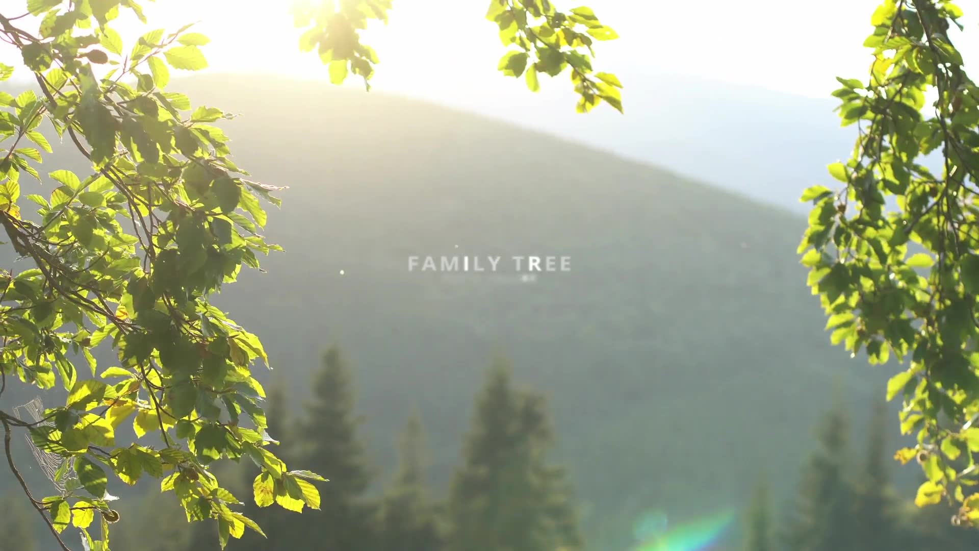 Family Tree Photo Gallery 4K Videohive 22613411 After Effects Image 2