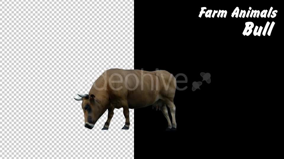 Farm Animals Bull 2 Scene - Download Videohive 18277667