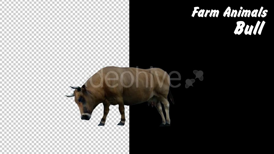 Farm Animals Bull 2 Scene - Download Videohive 18277667