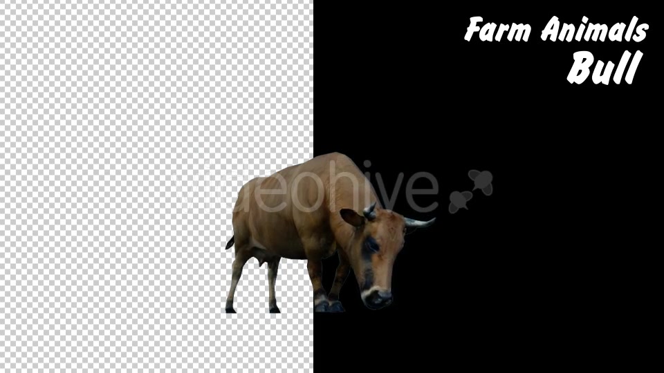 Farm Animals Bull 2 Scene - Download Videohive 18277667