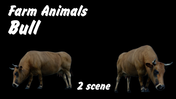 Farm Animals Bull 2 Scene - Download Videohive 18277667