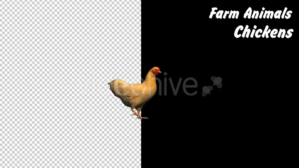 Farm Animals Chickens 4 Scene - Download Videohive 18293647