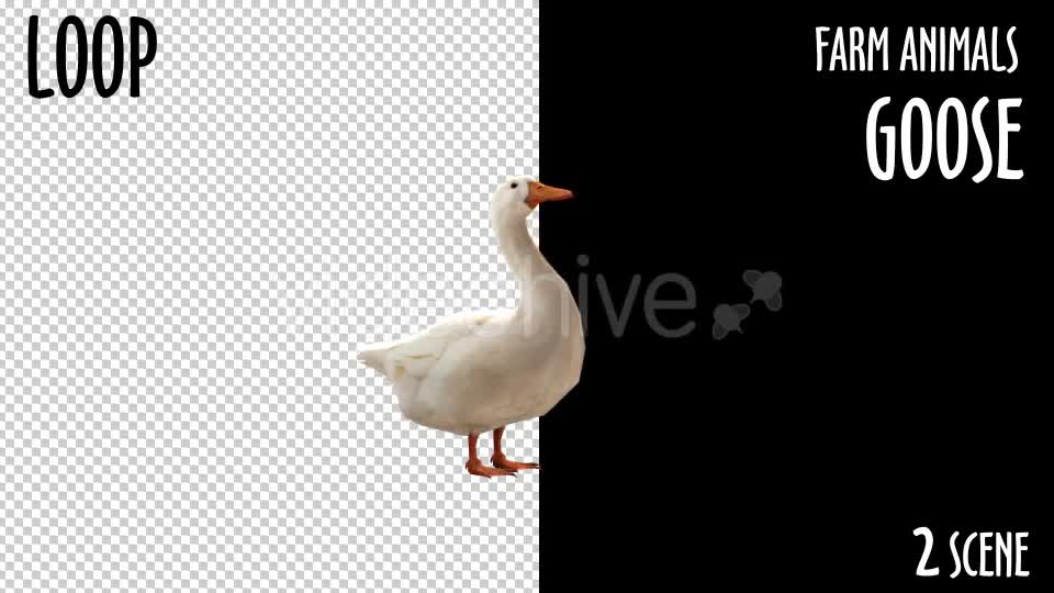 Farm Animals Goose 2 Scene - Download Videohive 18297291