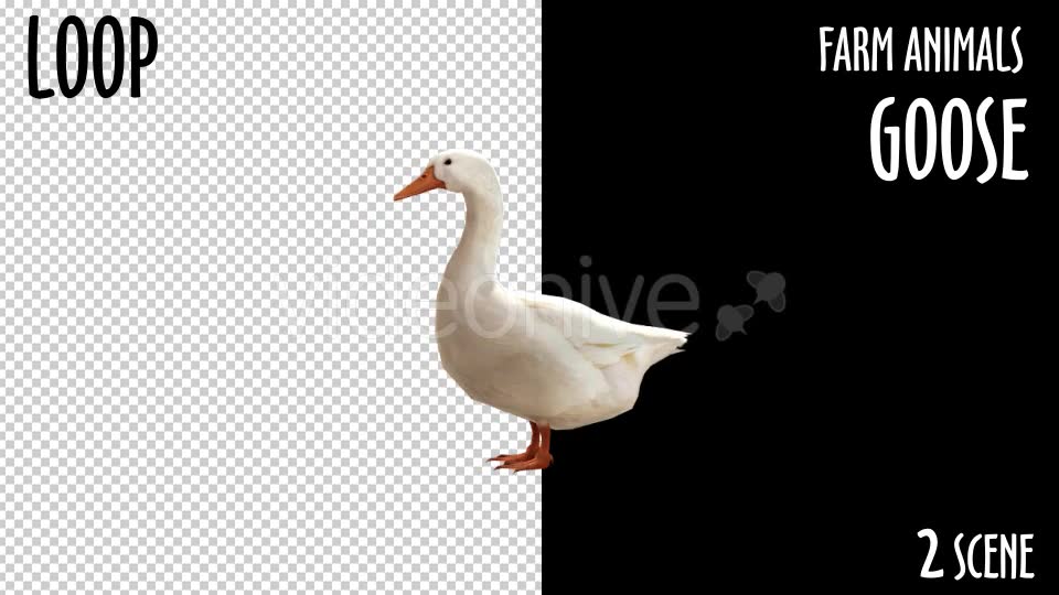 Farm Animals Goose 2 Scene - Download Videohive 18297291