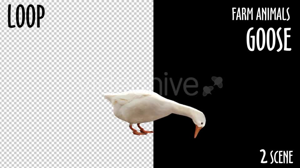 Farm Animals Goose 2 Scene - Download Videohive 18297291