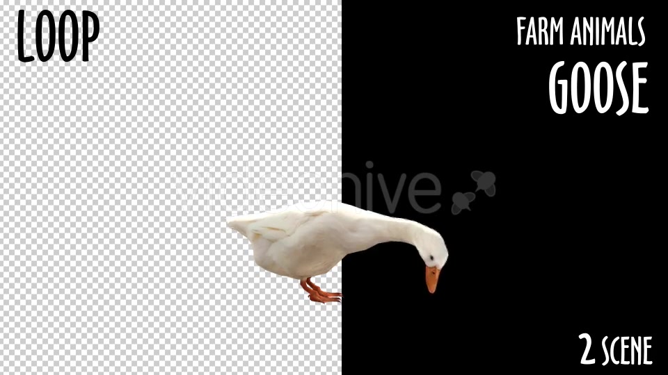 Farm Animals Goose 2 Scene - Download Videohive 18297291