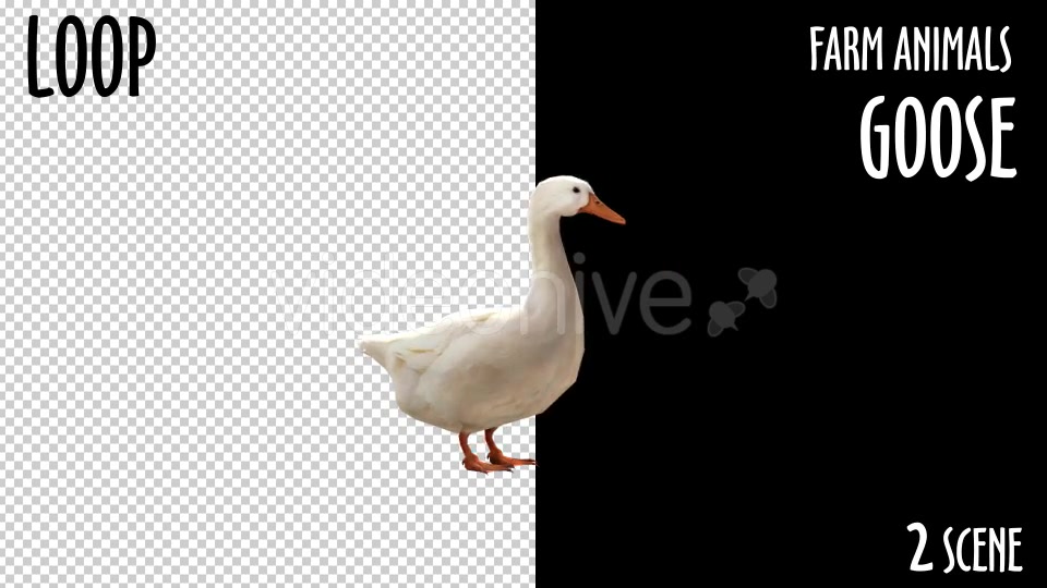 Farm Animals Goose 2 Scene - Download Videohive 18297291