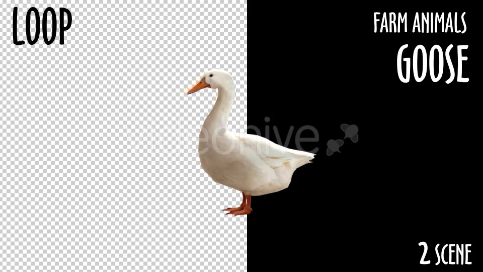 Farm Animals Goose 2 Scene - Download Videohive 18297291