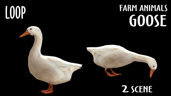 Farm Animals Goose 2 Scene - Download Videohive 18297291