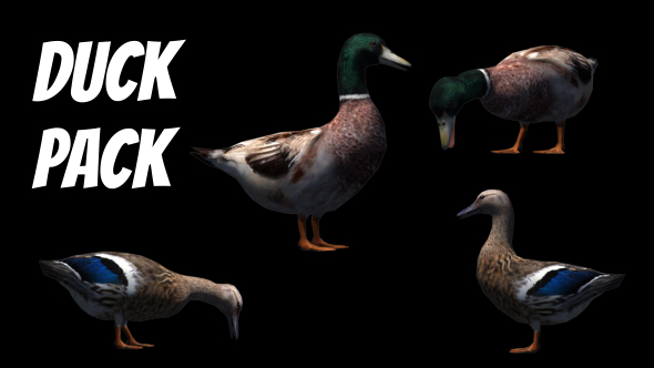 Farm Pack Ducks - Download Videohive 18219252