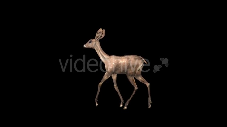 Fawn Walk - Download Videohive 21366130