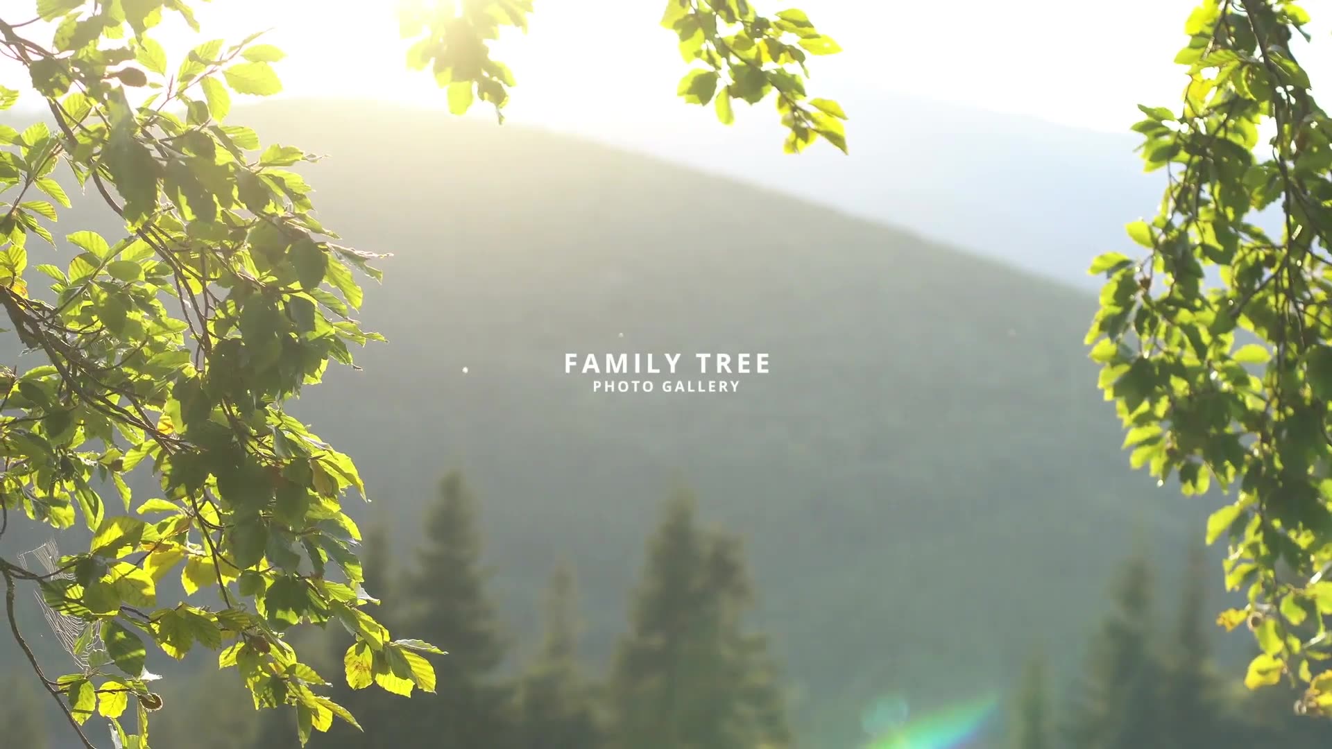 FCPX Family Tree Photo Gallery 4K Videohive 24782110 Apple Motion Image 2