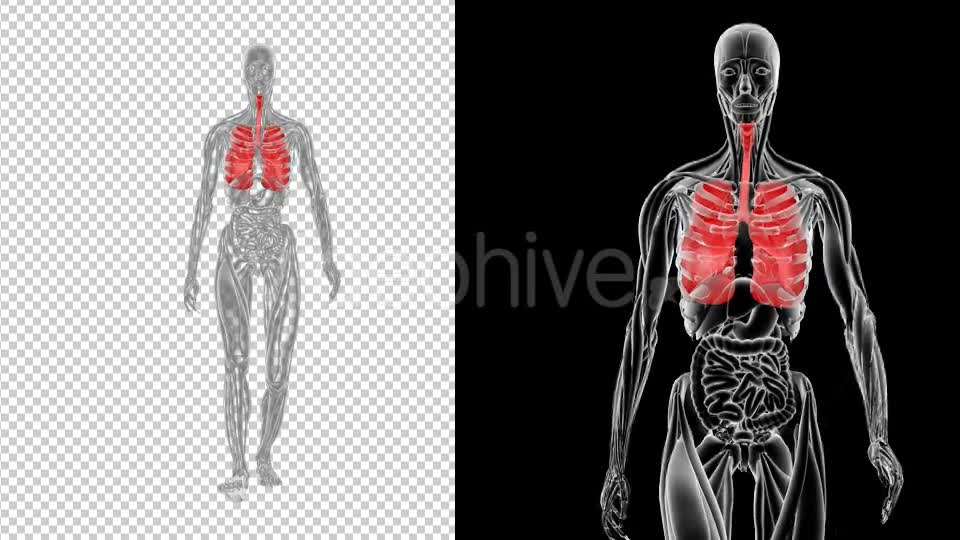 Female Anatomy of Human Respiratory System - Download Videohive 19952695