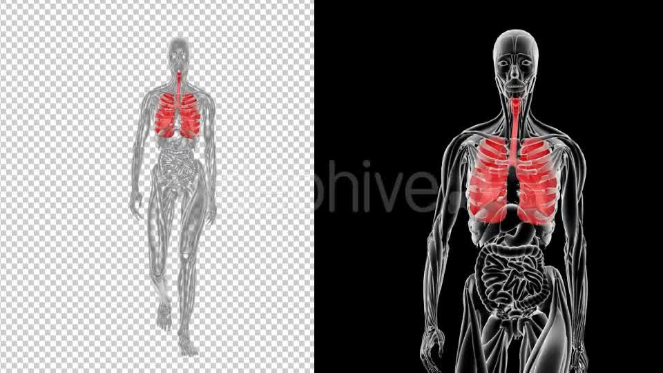 Female Anatomy of Human Respiratory System - Download Videohive 19952695