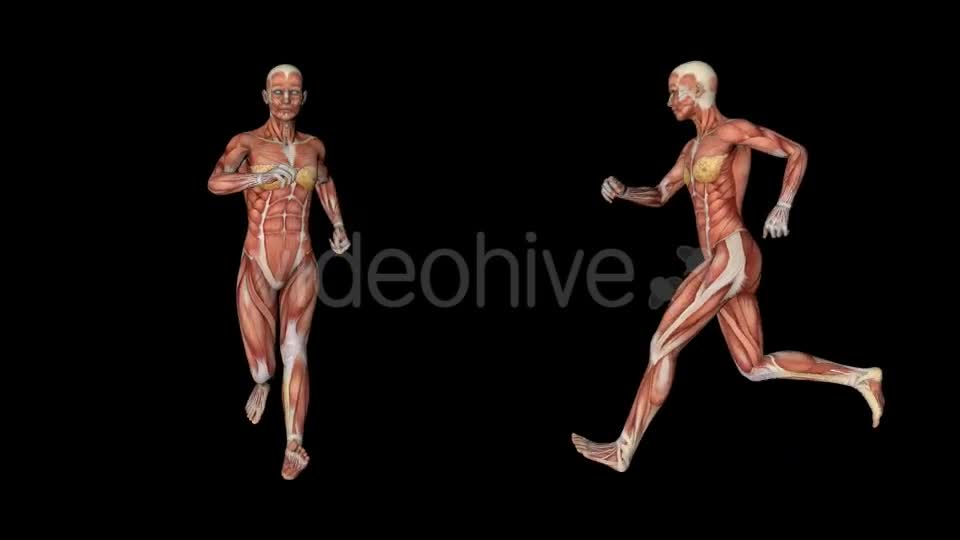 Female Muscular System Run Animation - Download Videohive 20339895