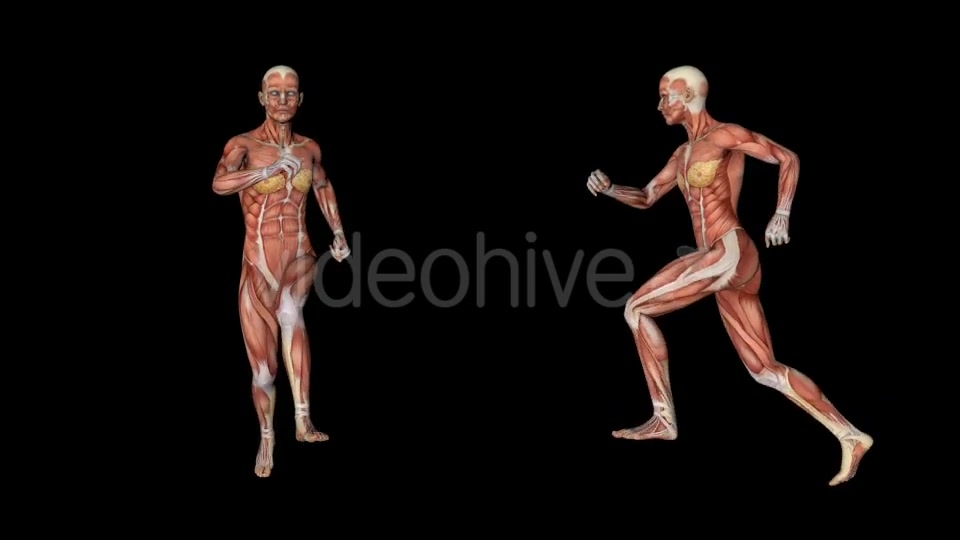 Female Muscular System Run Animation - Download Videohive 20339895