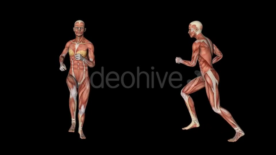 Female Muscular System Run Animation - Download Videohive 20339895