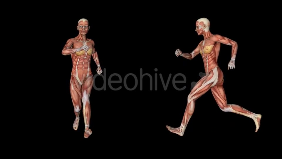 Female Muscular System Run Animation - Download Videohive 20339895