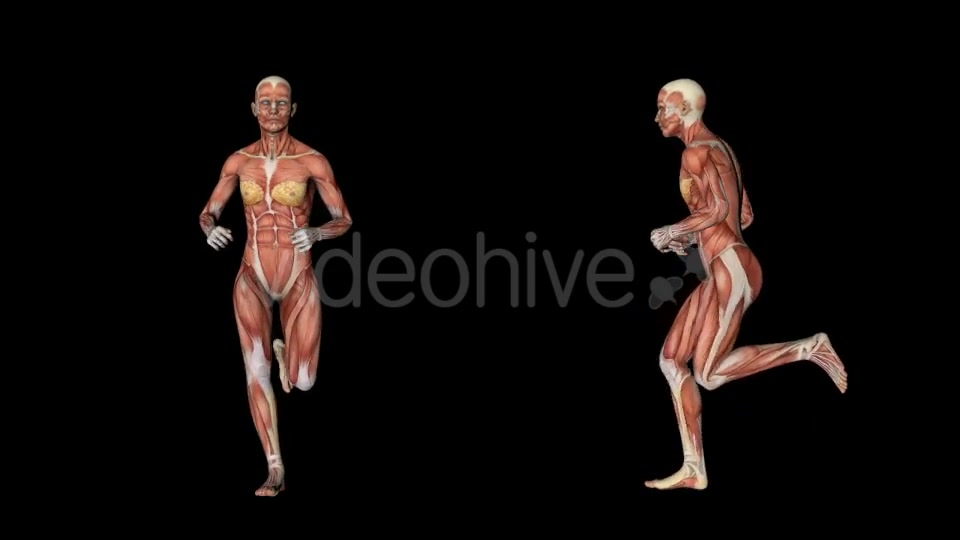 Female Muscular System Run Animation - Download Videohive 20339895