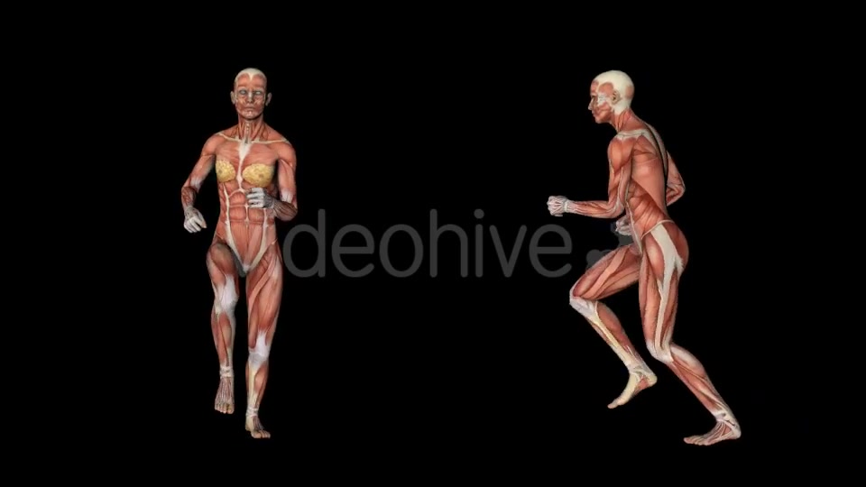 Female Muscular System Run Animation - Download Videohive 20339895