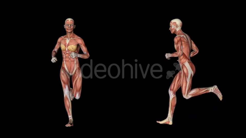 Female Muscular System Run Animation - Download Videohive 20339895